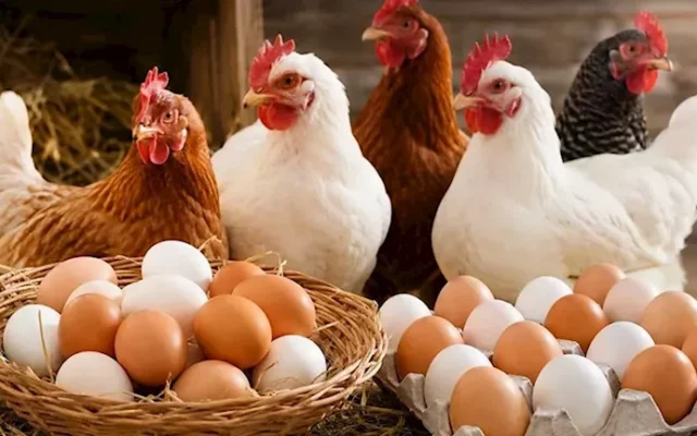 poultry market fresh chicken egg cartons egypt