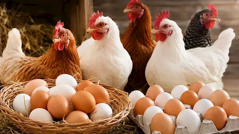 poultry market fresh chicken egg cartons egypt
